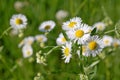 Photography of annual fleabane,ÃÂ daisy fleabane, Erigeron annuus